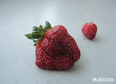 怀孕能吃草莓吗